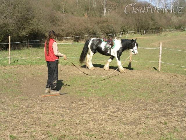 První lonžování - krok