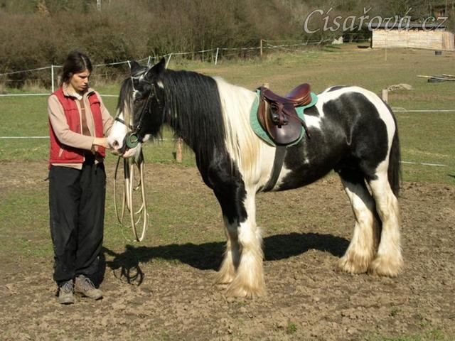 První lonžování - přivolání do středu kruhu a přepínání lonže pro opačný směr ponybu