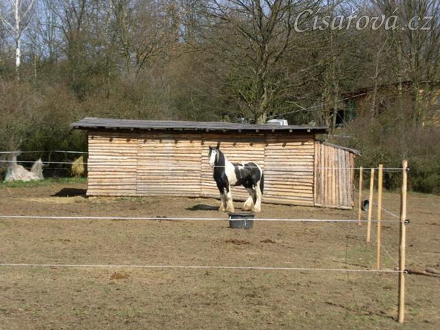 Bas ve svém výběhu
