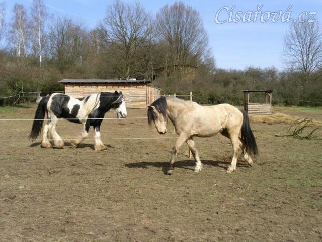 Bas ve svém výběhu, Galen chodí kolem a dělá frajera:-)