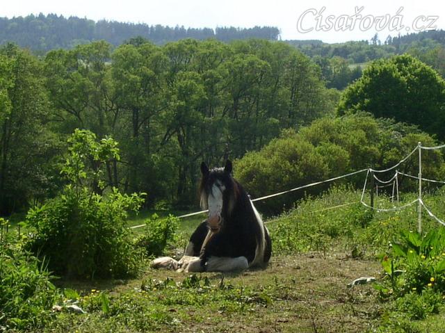 Bas na pastvině - odpočinek