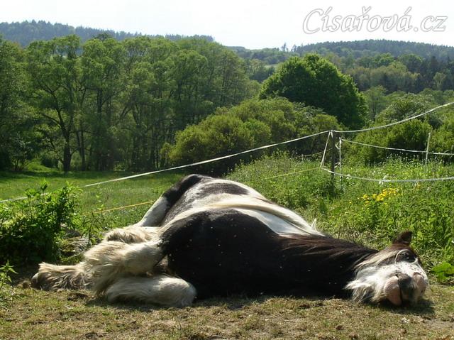 Bas na pastvině - odpočinek