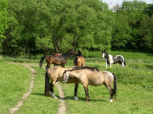 Bas na své pastvině vedle koní