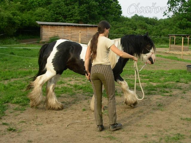 7 her podle Pata Parelli - vyslání na kruh