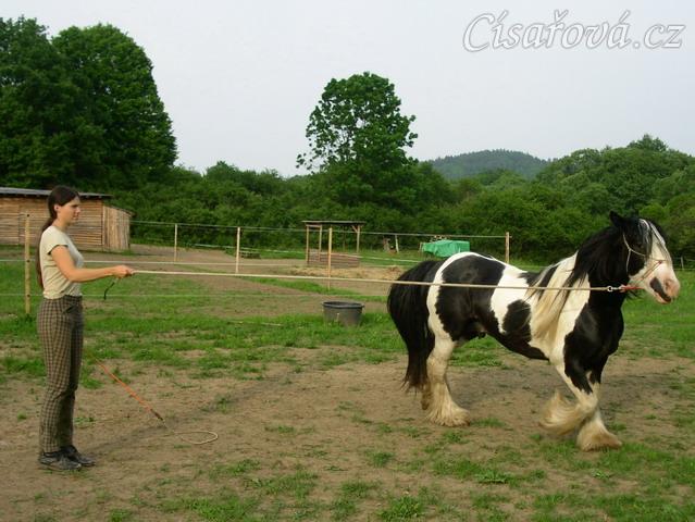 7 her podle Pata Parelli - kruhová hra