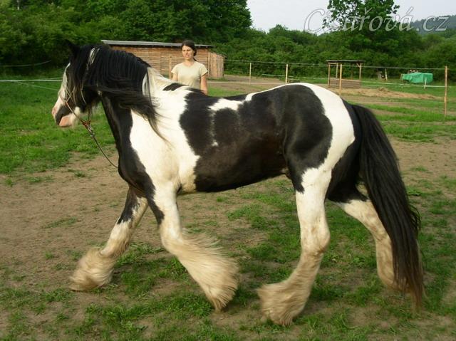 7 her podle Pata Parelli - kruhová hra