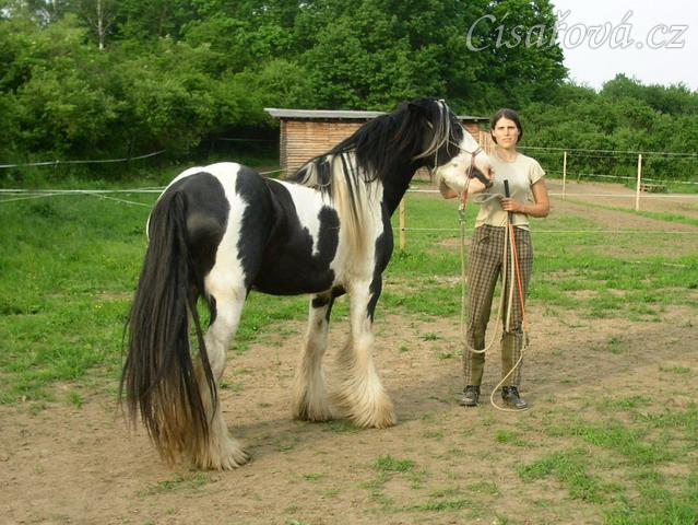 7 her podle Pata Parelli - přivolání a pochvala