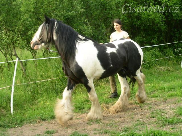 7 her podle Pata Parelli - ustupování podél ohrady