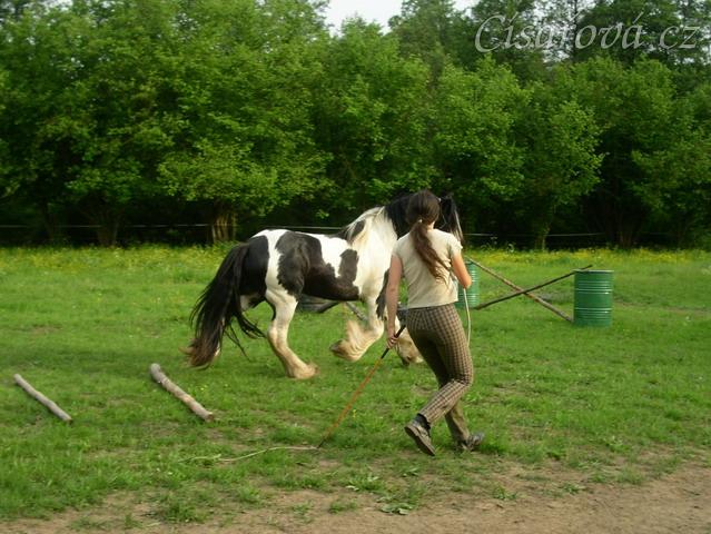 7 her7 her podle Pata Parelli - překlusání kavalet, následné zpomalení