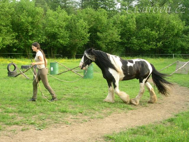 7 her podle Pata Parelli - Bas dobrovolně následuje člověka na prověšeném laně