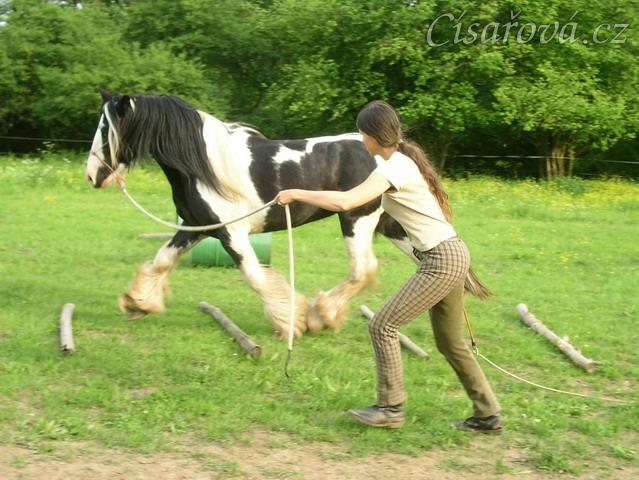 7 her podle Pata Parelli - překlusání kavalet (7.hra - stlačovací neboli prostorová)