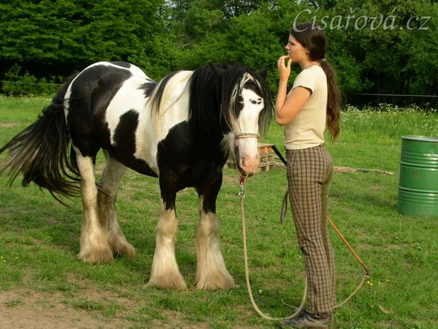 7 her podle Pata Parelli - co budeme dělat dál? :-)