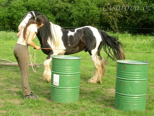 7 her podle Pata Parelli - otočení a pozvání koně zpět po průchodu mezi sudy