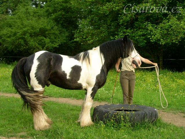 7 her podle Pata Parelli - Bas se poprvé učí stoupnout do pneumatiky