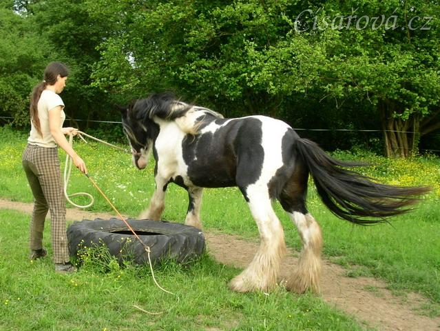 7 her podle Pata Parelli - Bas se poprvé učí stoupnout do pneumatiky, snaží se jí obejít