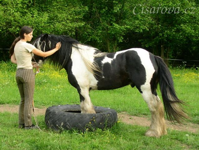 7 her podle Pata Parelli - Bas se poprvé stojí předními v pneumatice