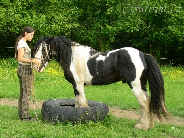 7 her podle Pata Parelli - Bas se poprvé stojí předními v pneumatice