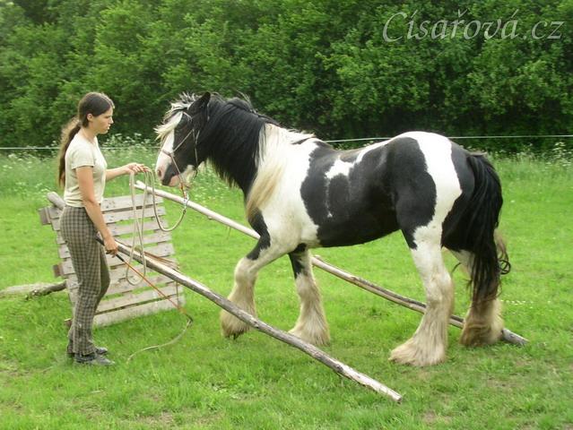 7 her podle Pata Parelli - Bas vycouvává z překážky