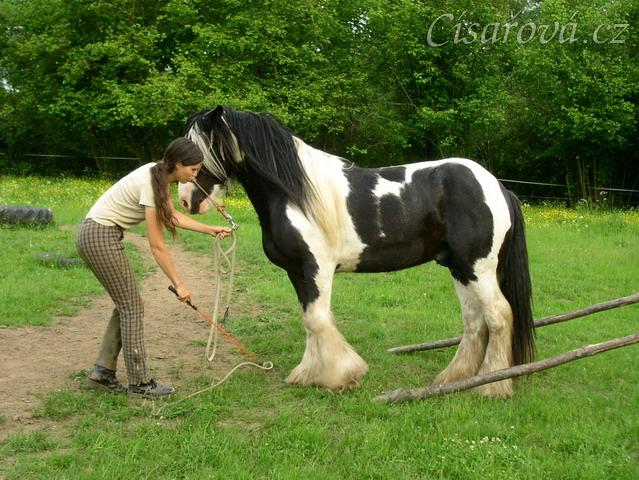 7 her podle Pata Parelli - couvání do prostoru omezeného kládami